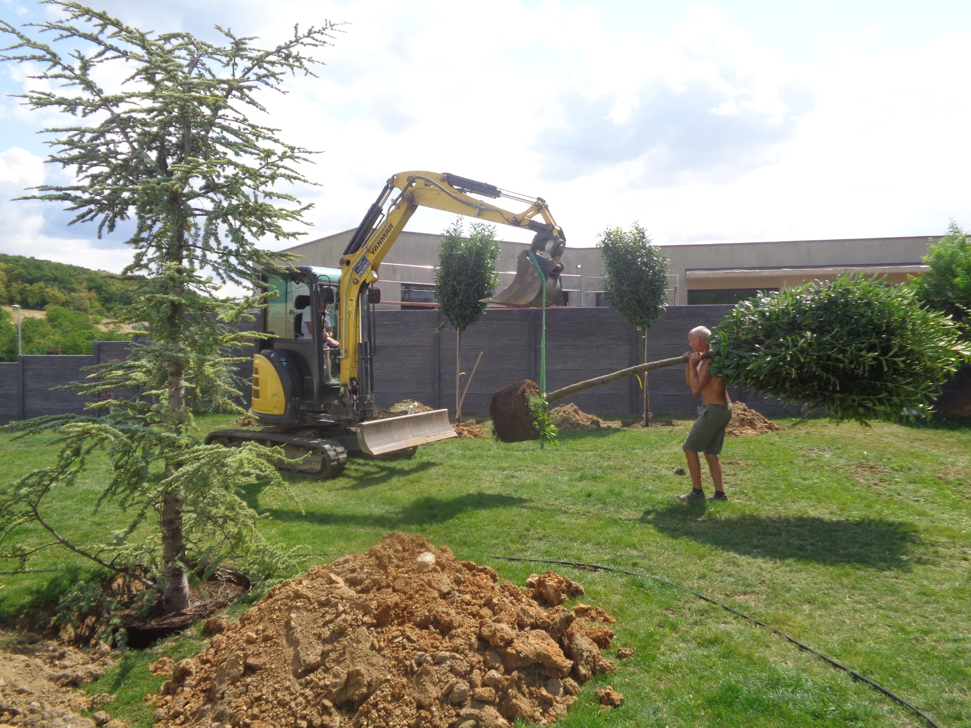 Sázení vzrostlých stromů, Ochoz u Brna